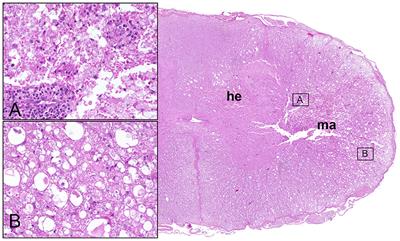 Current Insights Into the Pathology of Canine Intervertebral Disc Extrusion-Induced Spinal Cord Injury